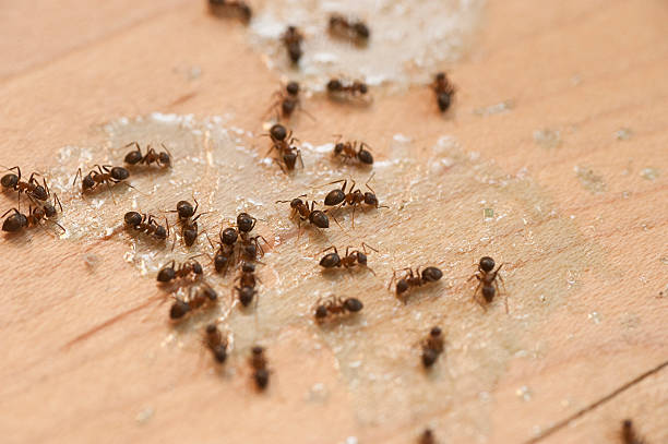 Best Wildlife Control Services  in Lake Lakengren, OH
